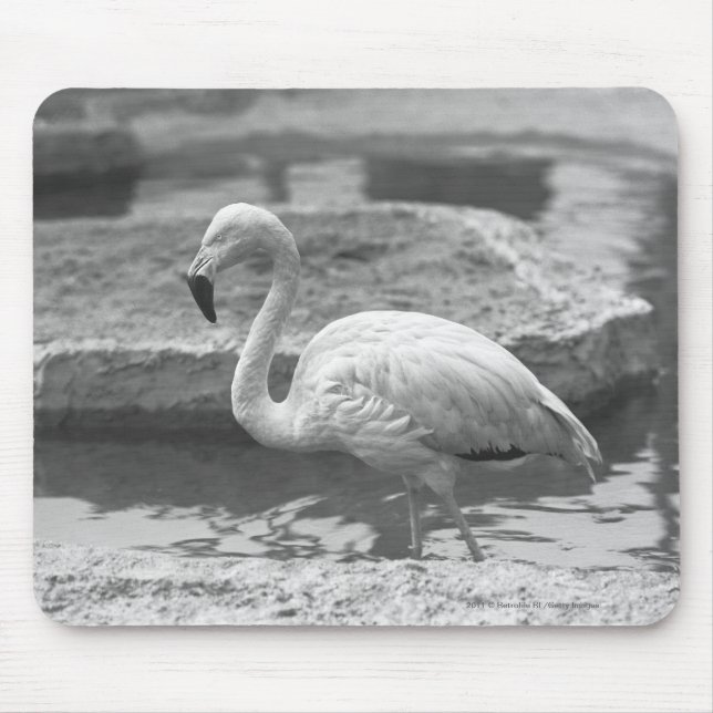 Flamingo, der im Wasser B&W watet Mousepad (Vorne)