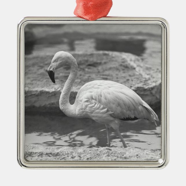 Flamingo, der im Wasser B&W watet Ornament Aus Metall (Vorne)