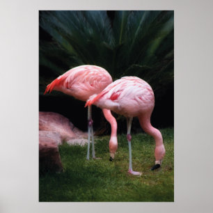 Flamingo - Eine Gruppe Flamingos Poster