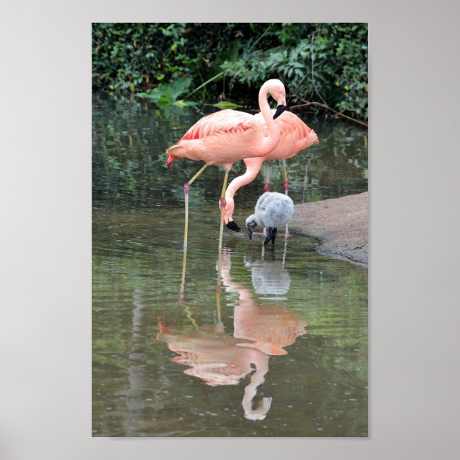 Flamingo Family Wading Poster (Vorne)