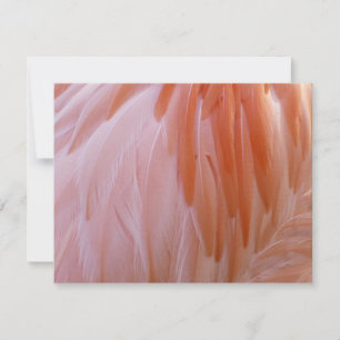 Flamingo Feathers in Pink-Schatten