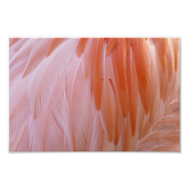 Flamingo Feathers in Pink-Schatten Fotodruck (Vorne)