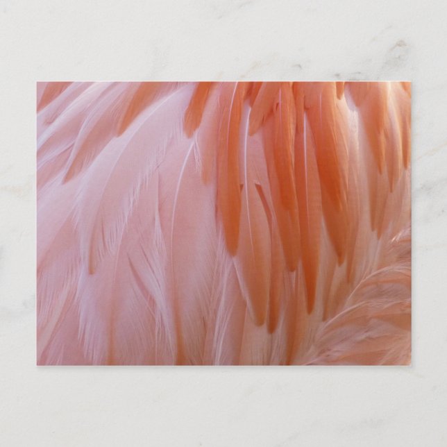 Flamingo Feathers in Pink-Schatten Postkarte (Vorderseite)