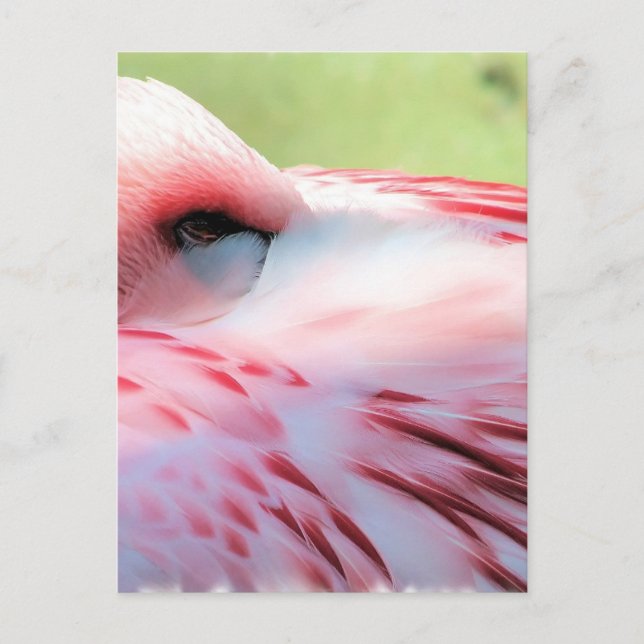 Flamingo Feathers Postcards Postkarte (Vorderseite)