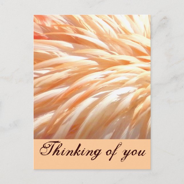 Flamingo feathers_ postkarte (Vorderseite)