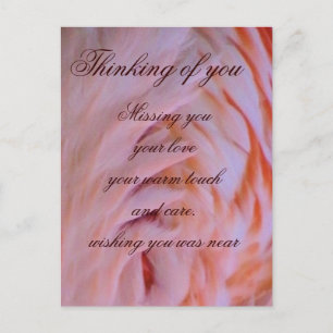 Flamingo feathers_ postkarte