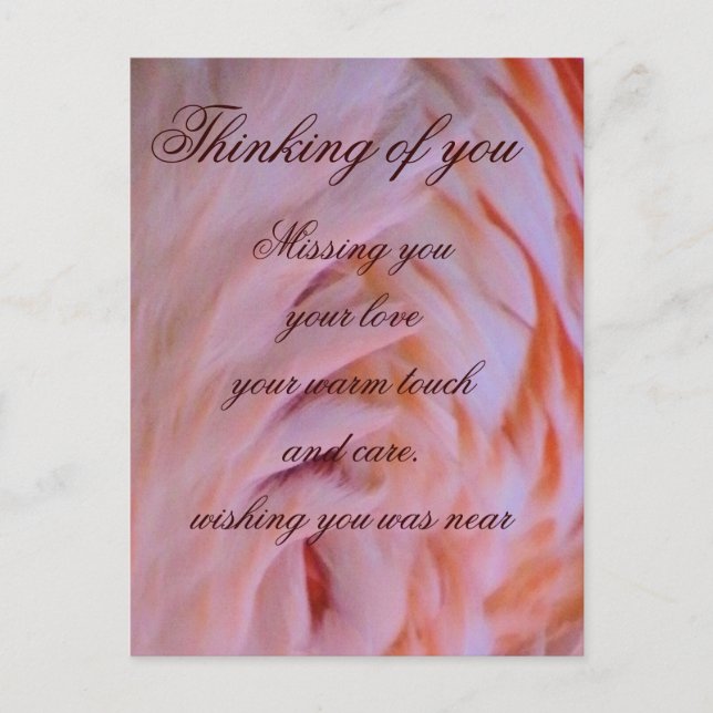 Flamingo feathers_ postkarte (Vorderseite)