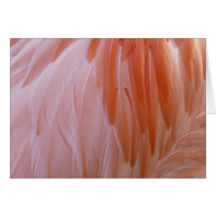 Flamingo Federn in Rosa-Tönen