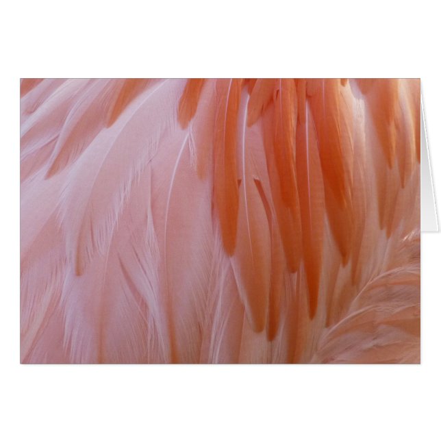 Flamingo Federn in Rosa-Tönen (Vorderseite (Horizontal))