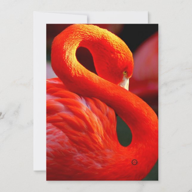 Flamingo Feiertagskarte (Vorderseite)