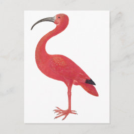 Flamingo - Fine Art Postcard Postkarte