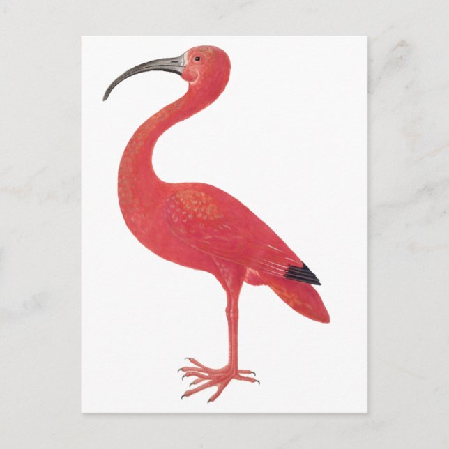 Flamingo - Fine Art Postcard Postkarte (Vorderseite)