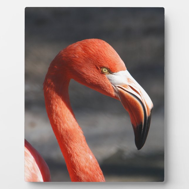 Flamingo Fotoplatte (Vorderseite)