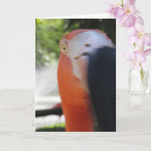 Flamingo Funny Grußkarte für jedermann Karte