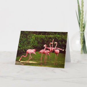 Flamingo Geburtstagskarte Karte