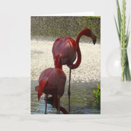 Flamingo Grußkarte für jeden Anlass Karte