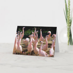 Flamingo Grußkarte Karte