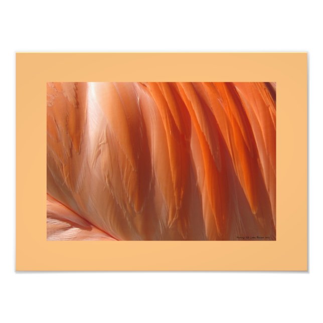 Flamingo II Fotografie von Linda Becker (Vorne)