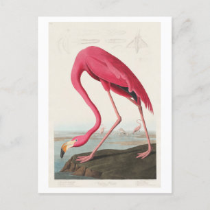 Flamingo Illustration von John James Audubon Postkarte