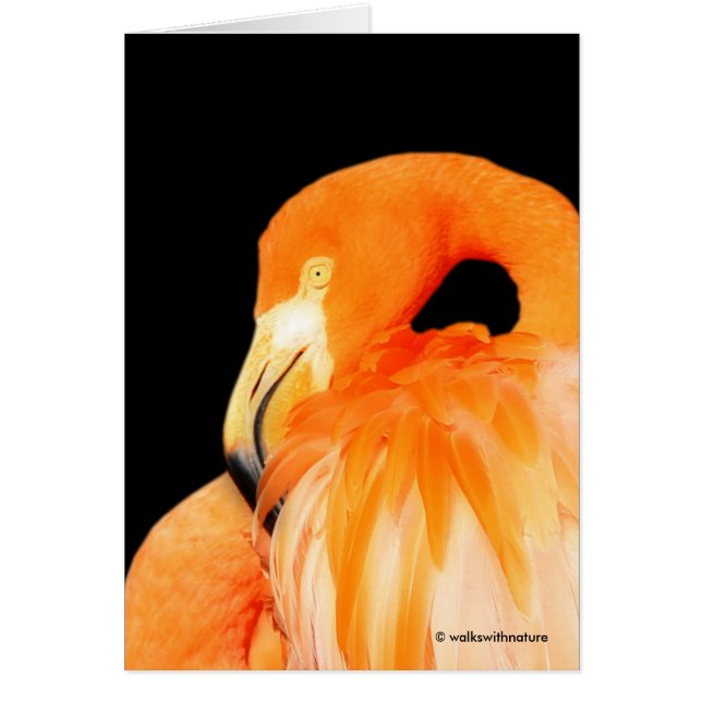 Flamingo in der Sommersonne (Vorne)