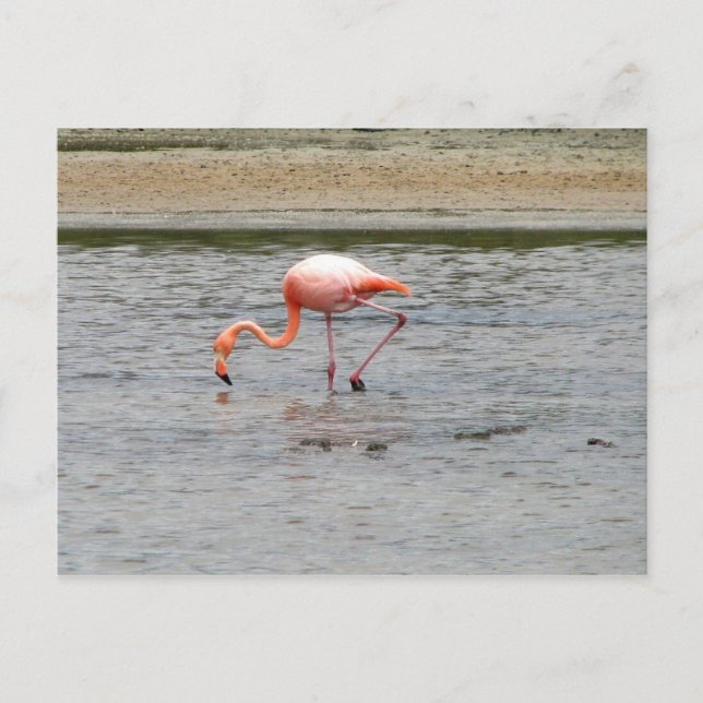 Flamingo, Isla Seymour, Galapagos Postkarte (Vorderseite)