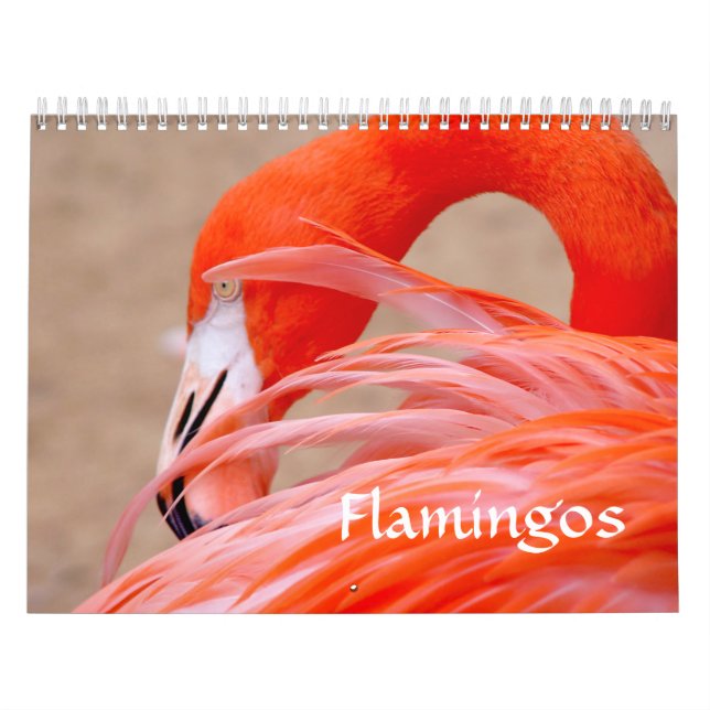 Flamingo-Kalender Kalender (Titelbild)