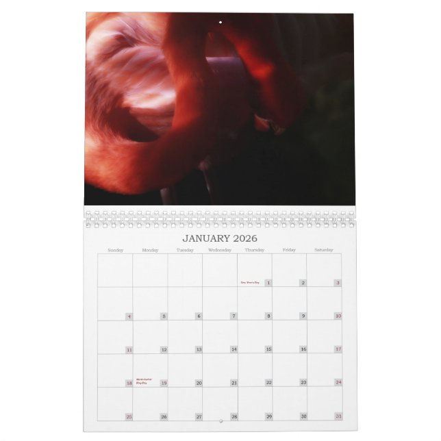 Flamingo-Kalender Kalender (Jan 2026)