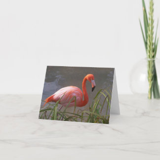 Flamingo Karte