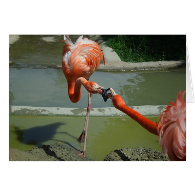 Flamingo Kiss (Vorderseite (Horizontal))