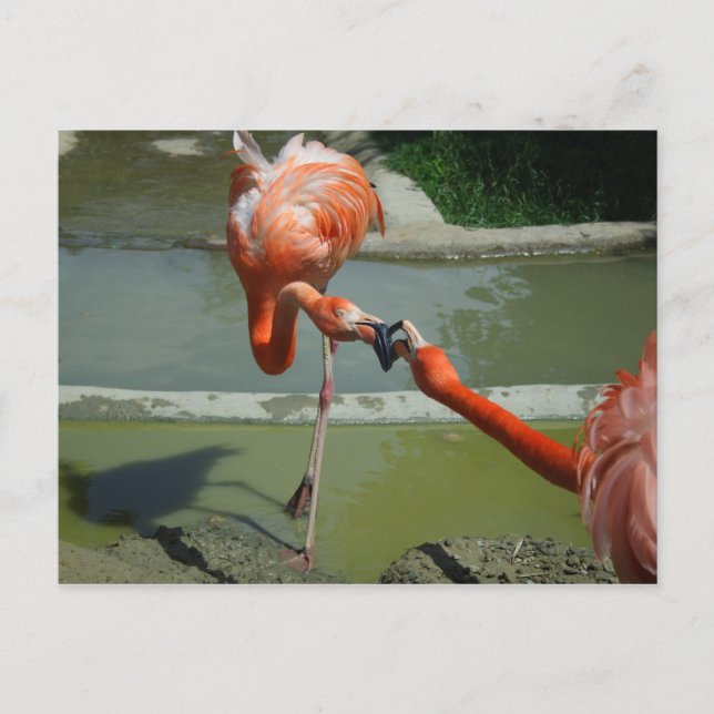 Flamingo Kiss Postkarte (Vorderseite)