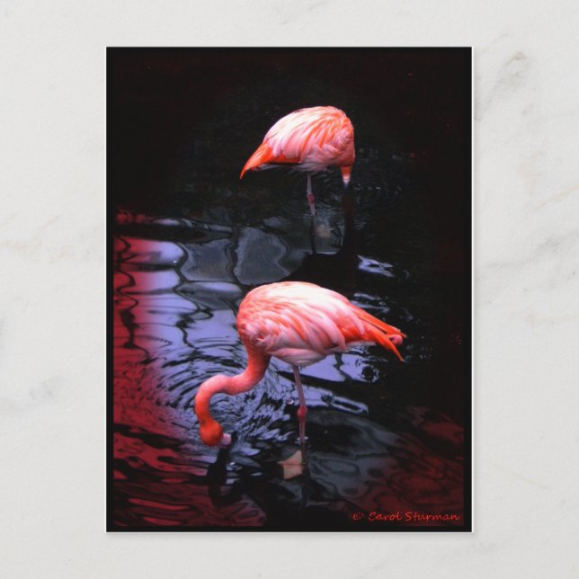 FLAMINGO-Kopie Postkarte (Vorderseite)
