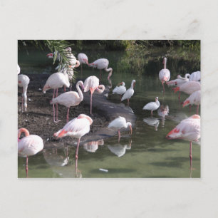 Flamingo Lake Postkarte