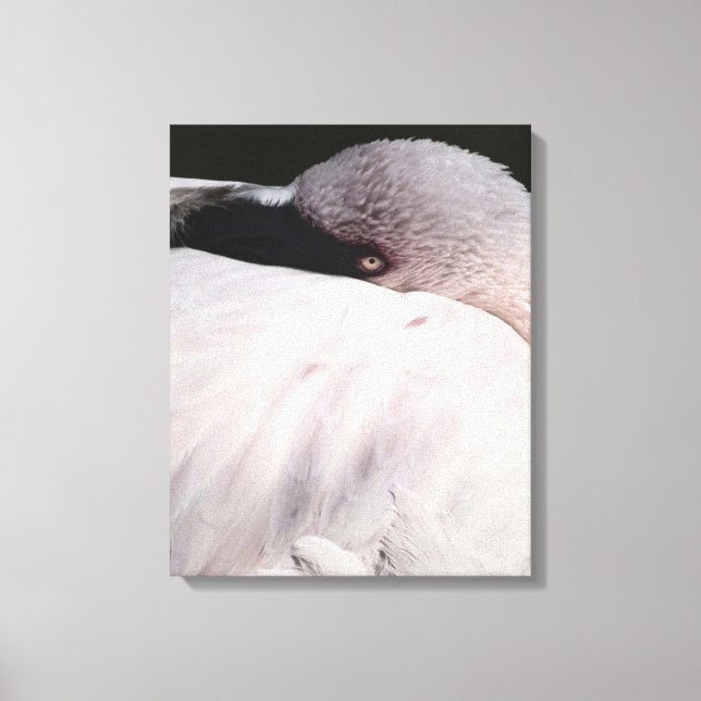 Flamingo Leinwanddruck (Vorderseite)