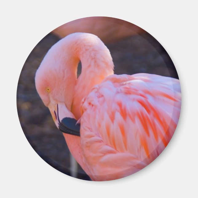 Flamingo Magnet (Vorne)