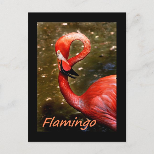 Flamingo mit "flamingo" rosa Text Postkarte (Vorderseite)