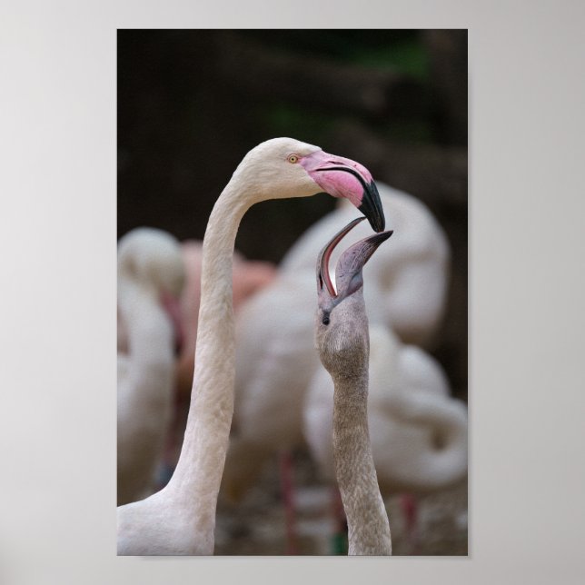 Flamingo Mutter und Baby Poster (Vorne)