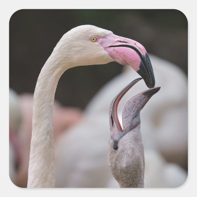 Flamingo Mutter und Baby Quadratischer Aufkleber (Vorderseite)
