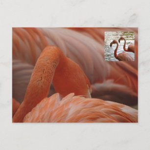 Flamingo Nah Up DIY Postcard Postkarte