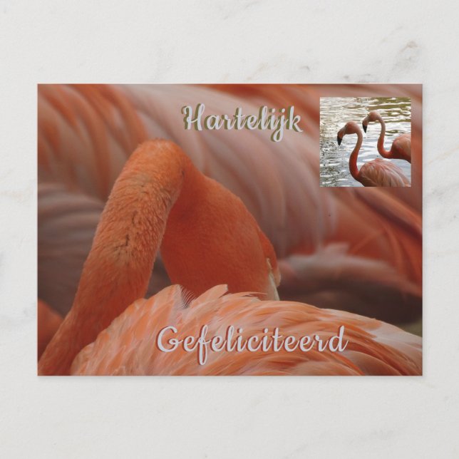 Flamingo Nah Up Happy Birthday Postcard Postkarte (Vorderseite)