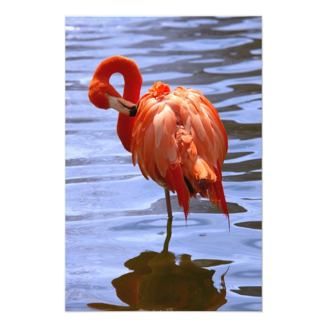 Flamingo on leg in water fotodruck (Vorne)