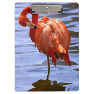 Flamingo on leg in water klemmbrett