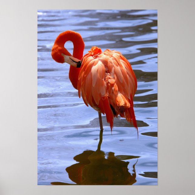 Flamingo on leg in water poster (Vorne)