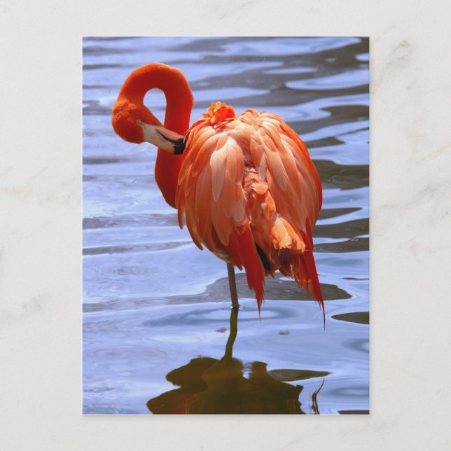 Flamingo on leg in water postkarte (Vorderseite)