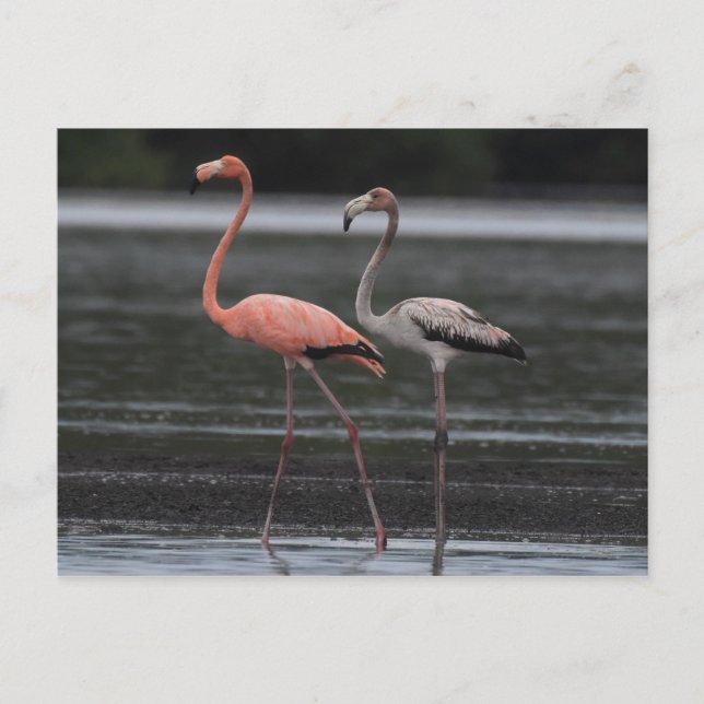 Flamingo Pair Postcard Postkarte (Vorderseite)