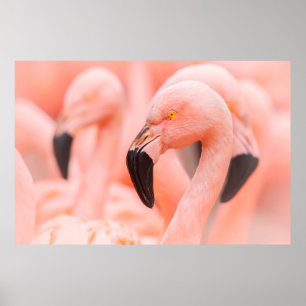 Flamingo (Phoenicopterus chilensis), mit Poster