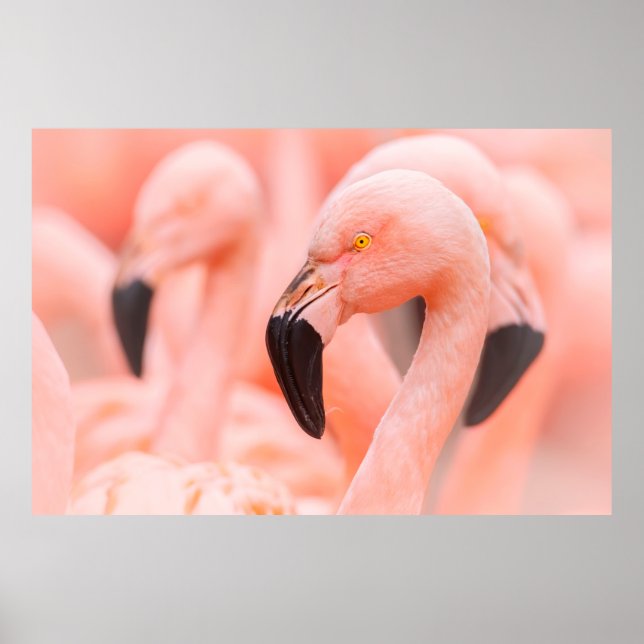 Flamingo (Phoenicopterus chilensis), mit Poster (Vorne)