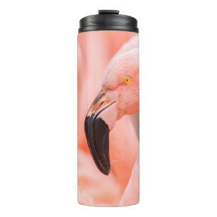 Flamingo (Phoenicopterus chilensis), mit  Thermosbecher