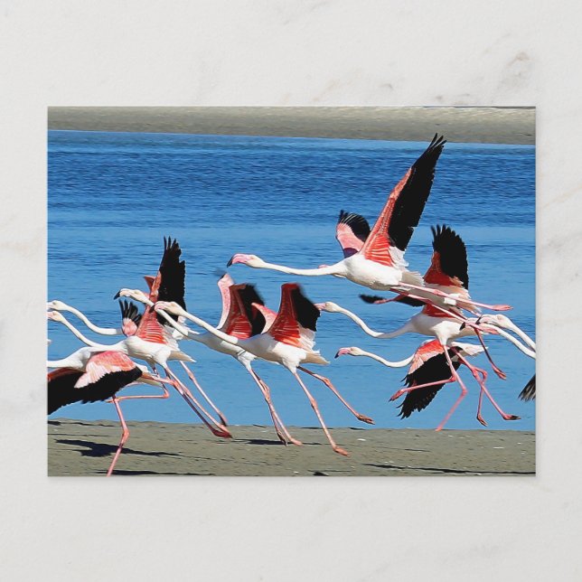Flamingo Pink Flight Wildlife Foto Postkarte (Vorderseite)
