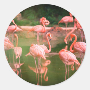 Flamingo Pink Runder Aufkleber