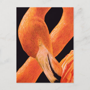 Flamingo Portrait Postkarte